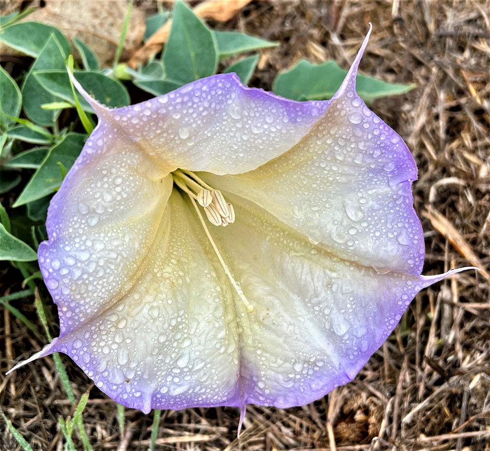 Sun Photo A00048 Wild Flower with Rain Drops